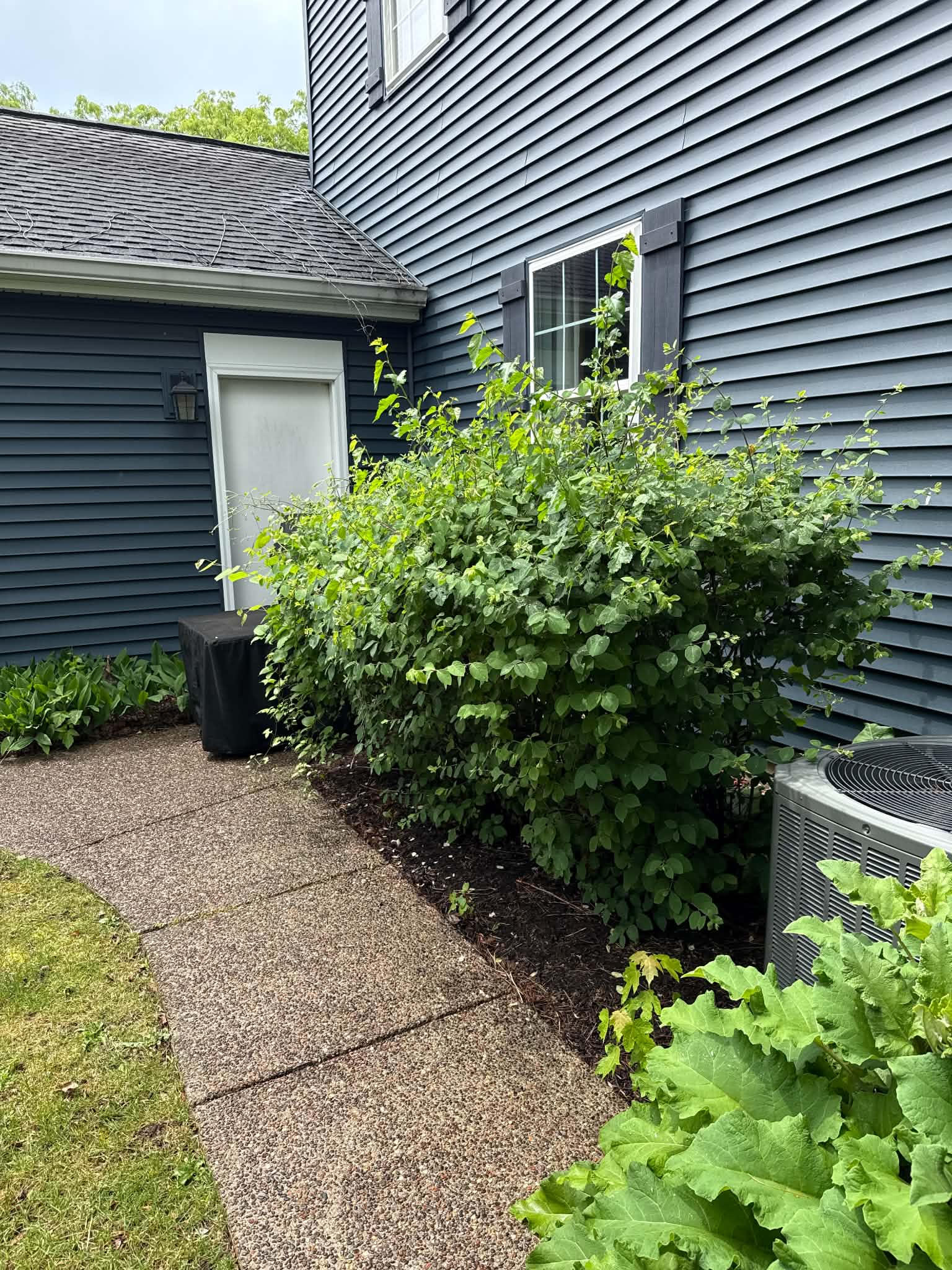 Overgrown shrubs before trimming Woodstock IL