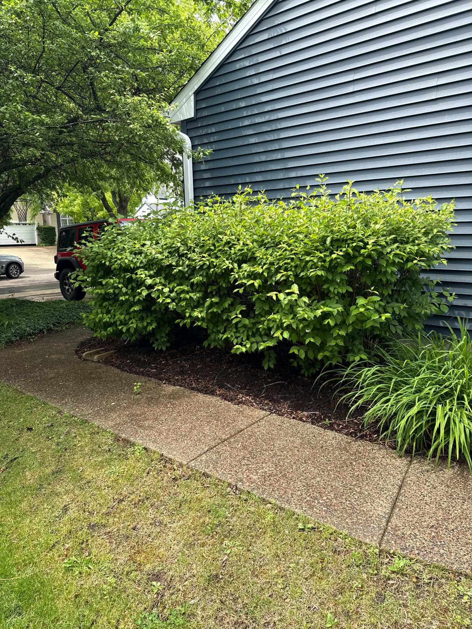 Overgrown bushes before lawn cleanup McHenry County