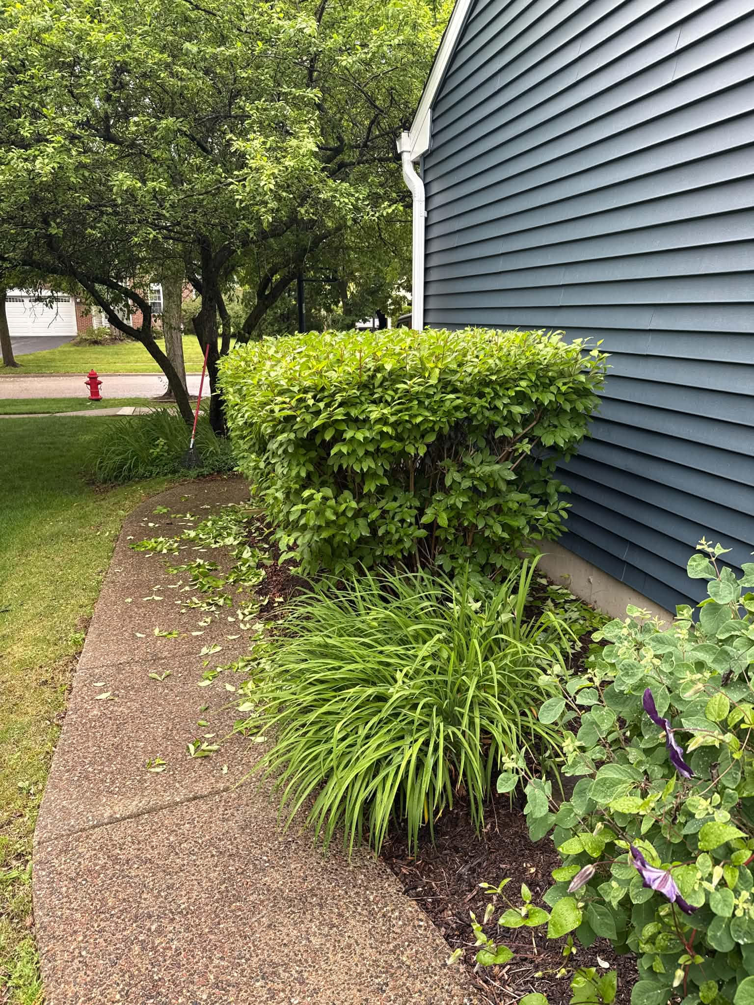 Yard before cleanup service Woodstock IL