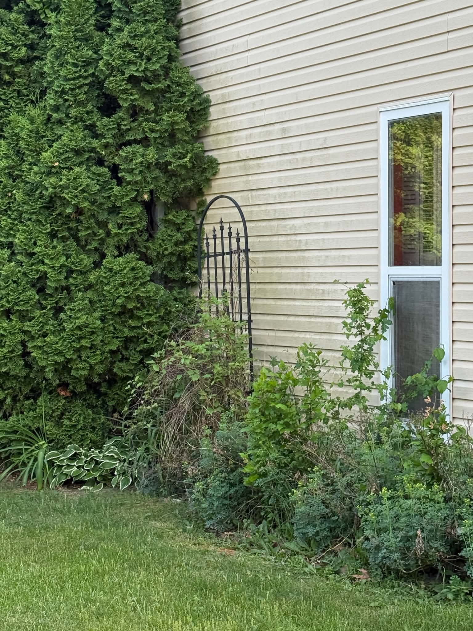 Mold and algae on house siding before treatment Woodstock IL