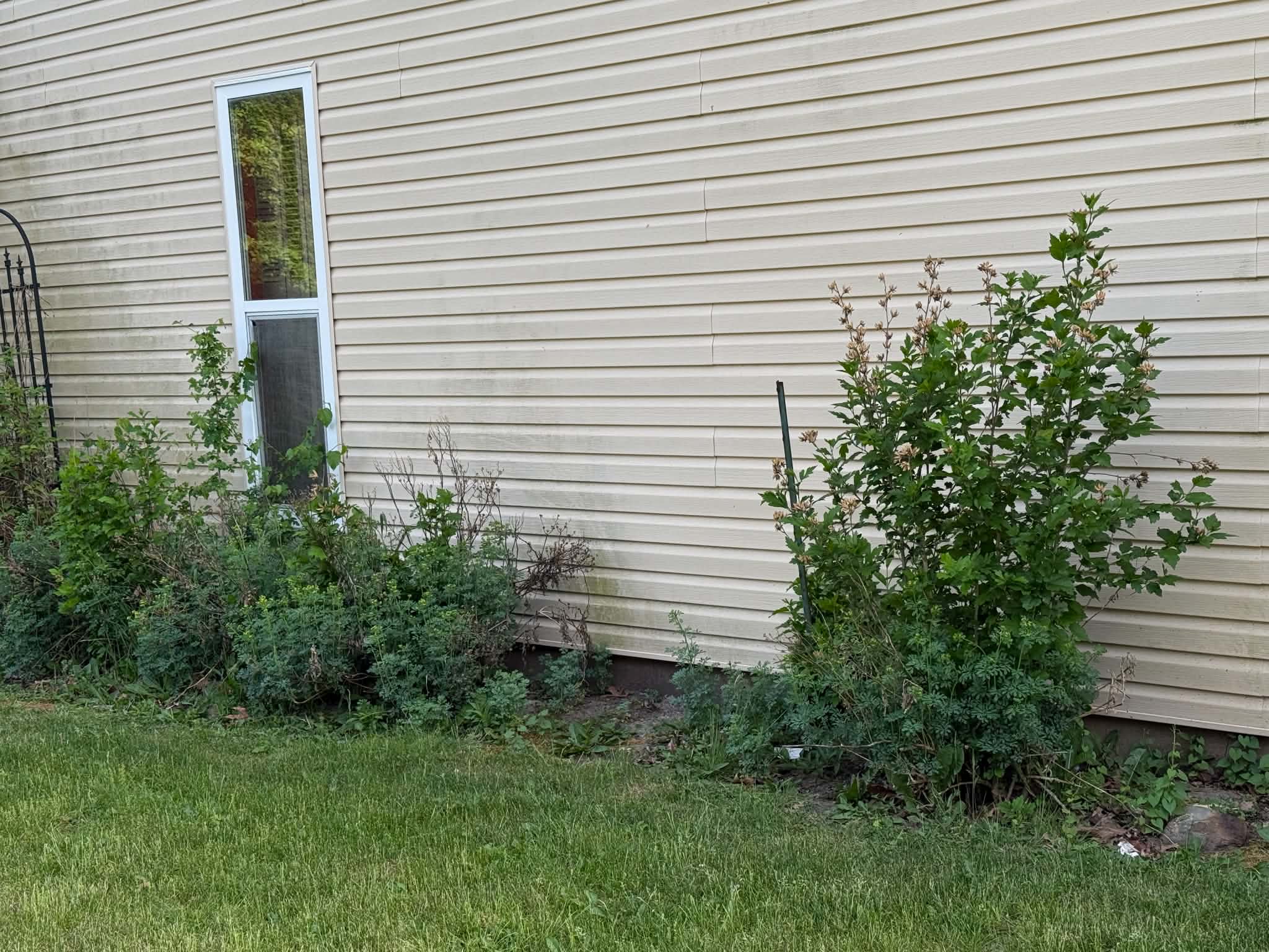 House siding algae buildup before soft washing Woodstock IL